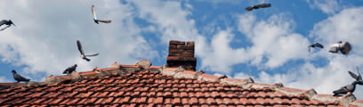 Bird Control Service for Seattle and Portland