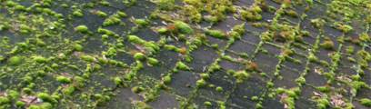 Roof Moss Treatment service for Seattle and Portland